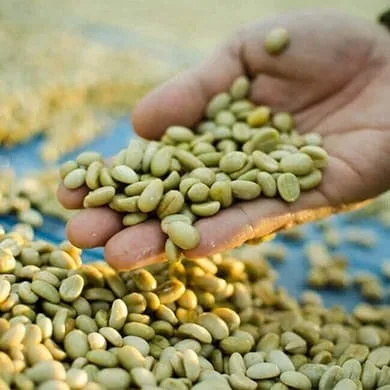 Green Coffee dans votre alimentation 