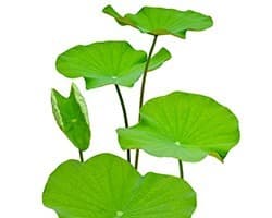 feuilles de lotus