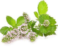 Menthe poivrée Menthe poivrée