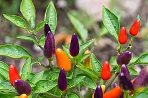 Piments sur une tige avec des feuilles