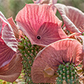 Hoodia Gordonii