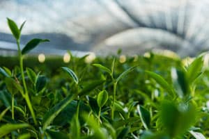 Green Tea Leaves Green Tea Leaves